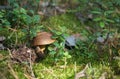 Wild mushroom bay bolete growing in natural forest in autumn among the green moss and the lingonberry in sunny day. Royalty Free Stock Photo