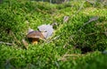 Wild mushroom bay bolete growing in natural forest in autumn among the green moss in sunny day. Royalty Free Stock Photo