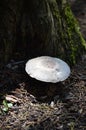 Wild mushroom in British countryside.