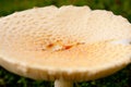Wild Mushroom Close Up Royalty Free Stock Photo
