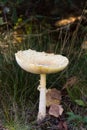 Wild Mushroom Royalty Free Stock Photo