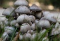 Wild white mushroom colony Royalty Free Stock Photo