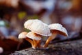 Wild mushroom covered with frost Royalty Free Stock Photo
