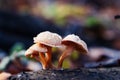 Wild mushroom covered with frost Royalty Free Stock Photo