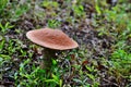 Wild mushroom