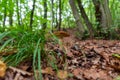 Wild mushroom deep inside the forest