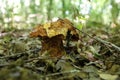 A wild mushroom devoured by the slugs in Autumn.