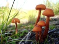 Wild mushroom Royalty Free Stock Photo