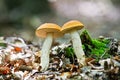 Wild mushroom in forest Royalty Free Stock Photo