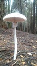 Wild mushroom forest adventure Royalty Free Stock Photo