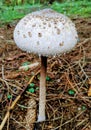 Wild mushroom in a forest in late summer Royalty Free Stock Photo