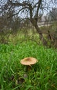 Wild mushroom in green field in autumn Royalty Free Stock Photo