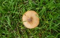 Wild mushroom in green field in autumn Royalty Free Stock Photo