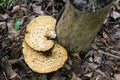 Wild mushroom growing in Canada at spring Polyporus squamosus