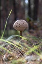Wild mushroom growing in forest grass with shallow depth and natural light Royalty Free Stock Photo