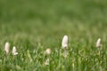 Wild mushroom growing in grass field. Panaeolus subalteatus. Hallucinogenic psilocybin containing mushroom entheogen Royalty Free Stock Photo