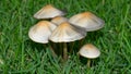 Wild mushroom growing in green grass field