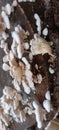 wild mushrooms growing on dead trees