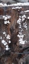 wild mushrooms growing on dead trees