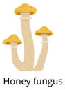 Wild mushroom. Honey fungus icon. Forest nature