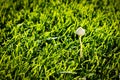 Wild mushroom on the lawn. weed in green grass. look after the yard. place for text. copy space Royalty Free Stock Photo