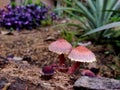 Wild mushroom, nature background. Royalty Free Stock Photo