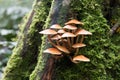 Wild mushroom in Nelson waterfall Royalty Free Stock Photo