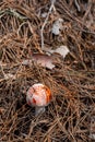 Wild mushroom orange on forest floor hiding under pine needles dry leaves autumn scene in Bulgaria rural area Royalty Free Stock Photo