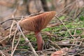 Wild Mushroom In Pine Autumn Forest