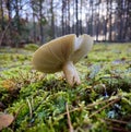 Wild mushroom in pine autumn forest Royalty Free Stock Photo