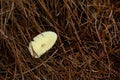 Wild Mushroom in PInestraw Royalty Free Stock Photo