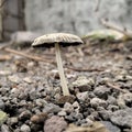 Wild Mushroom plant in indonesia taken with macro shot copy space soft