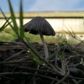 Wild Mushroom plant in indonesia taken with macro shot copy space soft Royalty Free Stock Photo