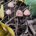 Wild Mushroom plant in indonesia taken with macro shot copy space soft Royalty Free Stock Photo