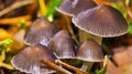 Wild Mushroom, Sierra de Guadarrama National Park, Spain