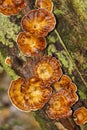 Wild Mushroom, Sinharaja National Park Rain Forest, Sri Lanka