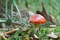 Wild mushroom on a sunny autumn day Royalty Free Stock Photo