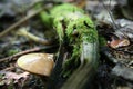 Enchanted Forest, Wild Mushroom and Tree Root Lichen, Ancient Rustic Forest of Canada, Mystical Woods, Irish, Ireland Royalty Free Stock Photo