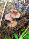 wild mushroom in tropical forest of asia Royalty Free Stock Photo