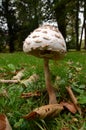 Wild Mushroom in Westonbirt arboretum Royalty Free Stock Photo