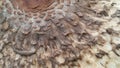 Texture Wild Mushroom Skin