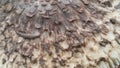 Wrinkle Wild Mushroom Skin