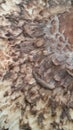 Close Up Wild Mushroom Skin
