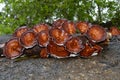 Wild mushroom Royalty Free Stock Photo