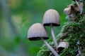 Wild mushrooms Royalty Free Stock Photo