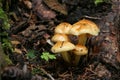 Wild Mushrooms Royalty Free Stock Photo