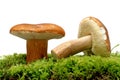 Wild Mushrooms Royalty Free Stock Photo