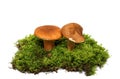 Wild Mushrooms Royalty Free Stock Photo