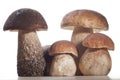 Wild Mushrooms Royalty Free Stock Photo