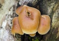 Wild Mushrooms Royalty Free Stock Photo